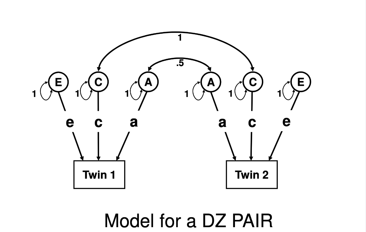 Diagram labeled Model for an DZ pair showing two rectangles labeled Twin 1 and Twin 1. Each rectangle has 3 circles above it labeled A, C, and E. Each circle has a line going to the Twin below it labeled with eh corresponding lower-case a, c, and e. Each circle has a double-headed arrow from/to itself labeled 1 (the pre-defined variance of the latent construct). The two A factors have a double-headed arrow going between them labeled 0.5. The two C factors have a double-headed arrow going between them 