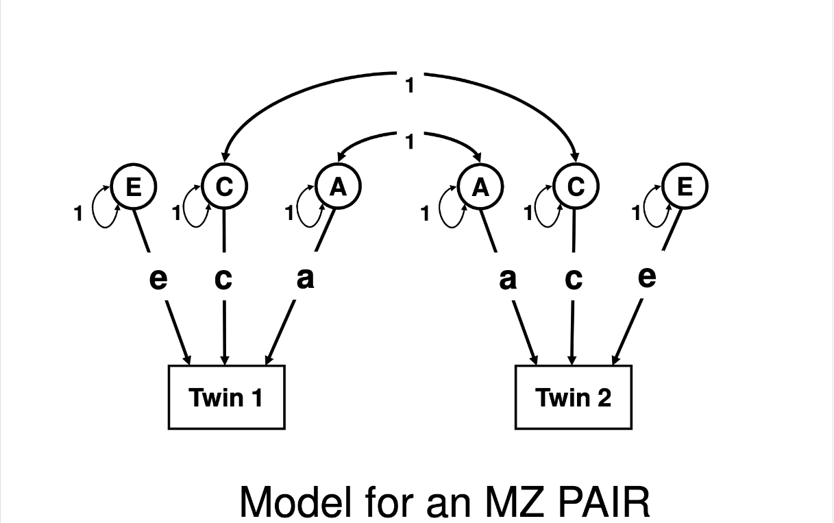 Diagram labeled Model for an MZ pair showing two rectangles labeled Twin 1 and Twin 1. Each rectangle has 3 circles above it labeled A, C, and E. Each circle has a line going to the Twin below it labeled with eh corresponding lower-case a, c, and e. Each circle has a double-headed arrow from/to itself labeled 1 (the pre-defined variance of the latent construct). The two A factors have a double-headed arrow going between them labeled 1. The two C factors have a double-headed arrow going between them labeled 1.